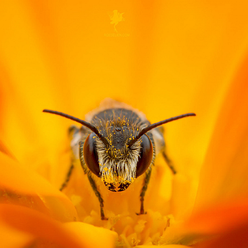 Пчела70