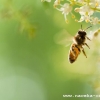 Народный календарь на 30 апреля — Зосима-пчельник